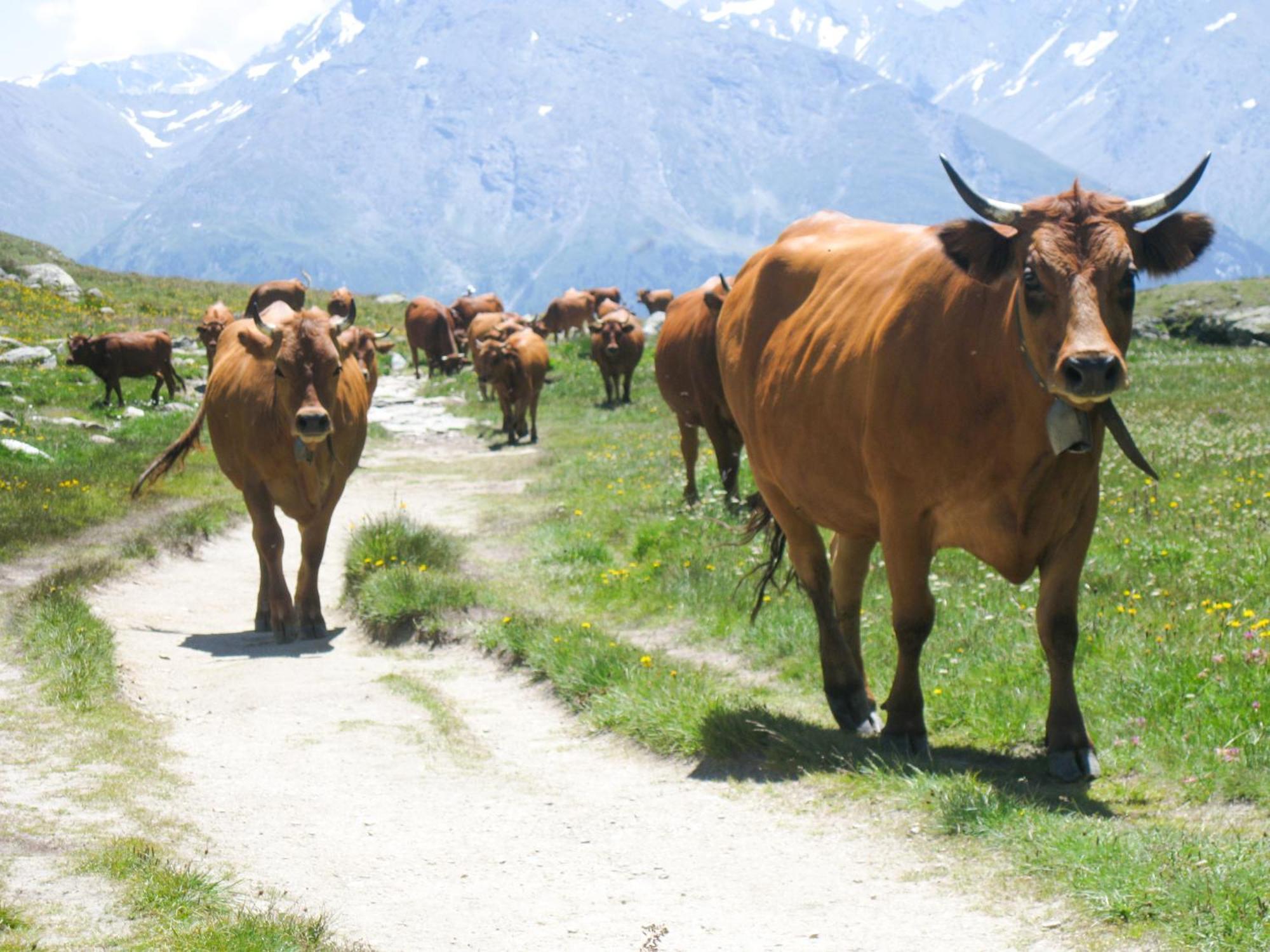 Aux Portes Du Parc National De La Vanoise Appartement Termignon Val Cenis Avec Wifi Zewnętrze zdjęcie