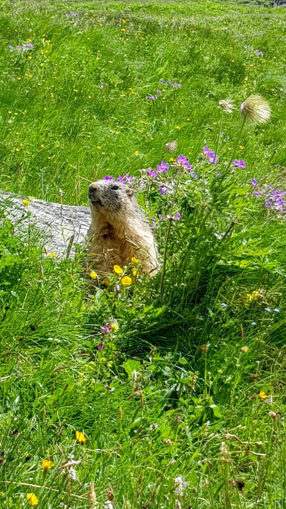 Aux Portes Du Parc National De La Vanoise Appartement Termignon Val Cenis Avec Wifi Zewnętrze zdjęcie